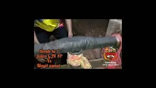 uji kekutan jinis mucang adu.mayit Asmat, jayanty si Fanter dan jalim GJR SP