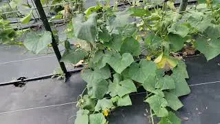 End of August Garden Tour,  a Quick Tomato Harvesting Tip, and Cucumber Update