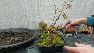 Free and instant bonsai! (not)