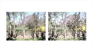 1.2: Pointillist Filter - Experimental Camera - p5.js Tutorial
