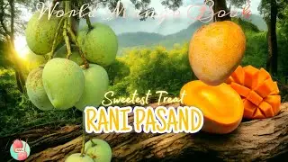 Rani Pasand- One Of The Sweetest Variety From Murshidabad/Maldah