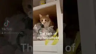 The cats #fyp #cat #dog #meangirls