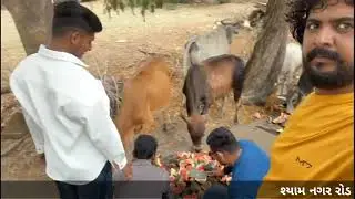 ગણદેવી - બીલીમોરા માં રવિવાર ની રજા નિમિતે તરબુચ નું ગૌ ભોજ #Gaubhoj | Bilimora gaubhoj