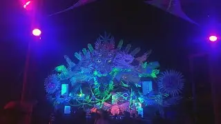VÊNUS @ GAIA CONNECTION 2022