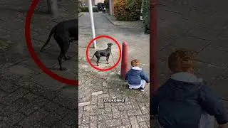 Собака перехитрила своего хозяина ❤️