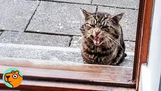 Stray Cat Decides To Move Into Family’s House | Cuddle Buddies