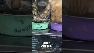 Коты обжоры
