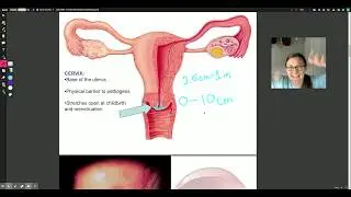 Female Reproductive Structures- Vagina and Cervix