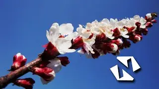 Баткен: цветок абрикоса