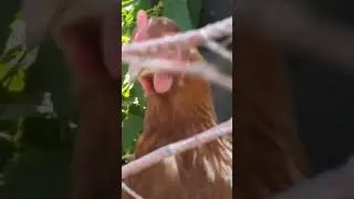 живой всё-таки                      #прикол #юмор #тикток #угар #рофл #хохотач #юмор