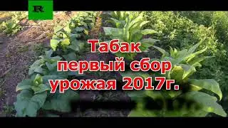 Табак. Первый сбор урожая 2017г.