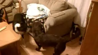 While trying to clean #shelties #bordercollies