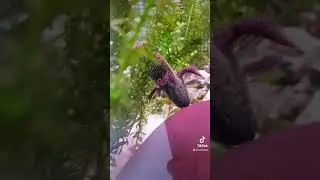 Tu as déjà vu un axolotl pondre ? 🤓 