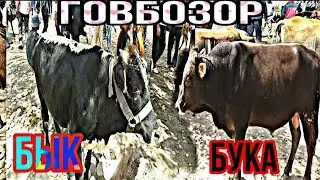 ГОВБОЗОР. Нарххои гови мода, гови гусоладор, бука, тайлокча, гиначин. БЫК🐂🐃