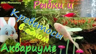 Аквариумные рыбки и креветки🐟🦐Совместимость. Креветки в аквариуме.Подводный мир дома -Релакс.Часть 2
