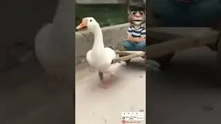 #shorts #trending #awesome #trendingshorts #funnyvideo #funnymoments #funnyduck #duck #shortsvideo