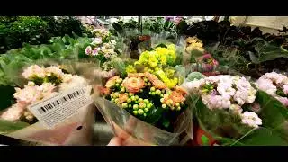 Поехали за штукатуркой, цветы в магазине.