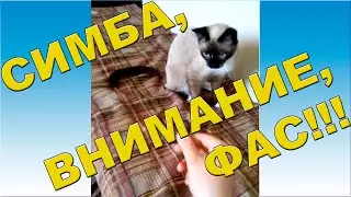 Котопёс - он существует!