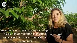 משתלת ולך-איך מפרים אנונה