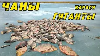 CARP MONSTER DOES NOT climb into the Hole! I have never seen such GIANTS!