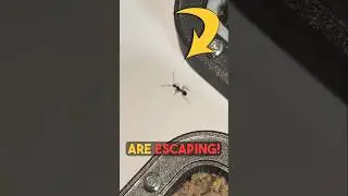 My Pet Ants are Escaping!