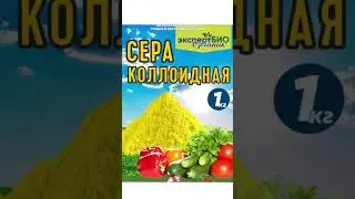Как я лечу голубику от хлороза💪 #голубика #хлороз #дача #сад #хобби #shorts
