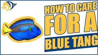 Finding Dory: How to Care for a Blue Tang (