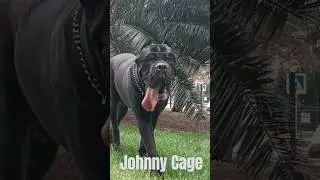 Johnny Cage 🕶️  / Cane Corso #shorts #kingoscar
