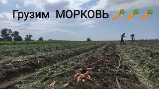 Едем грузить 🥕 МОРКОВЬ