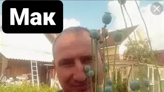 🔴МАК!ОПЕРАЦИЯ МАК !НАРКОМАНЫ НА СЕЗОНЕ МАКА!КАК Я С МАКОМ СВАЛИВАЛ ОТ ФСКН