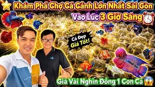 Khám Phá Chợ Cá Cảnh Lớn Nhất Sài Gòn Lúc 3 Giờ Sáng - Cá Cảnh Giá Rẻ - Chợ Cá Cảnh Lưu Xuân Tín