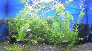 Guppy "Moskau blau" Aquarium
