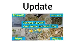 Update of Plants that grow without soil- Did the plants grow ???