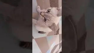 мурлыка🥰