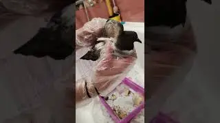 лечим голюбя