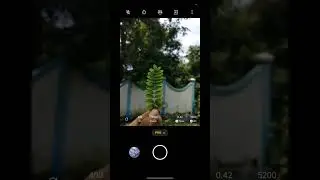 #mobilephotograpy #naturephotography #youtubeshorts #shortvideo