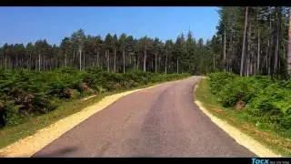 T1956.65  The New Forest - Hampshire UK