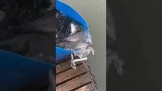 Зарыбление форели 400 кг , красная рыба икра