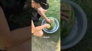 The best way to cut a 🍉 by natallia_danilevich