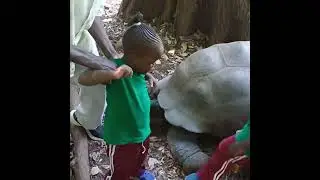 Spotkanie z gigantami 🐢🌴 | Ogromne żółwie w Haller Park – Mombasa, Kenia