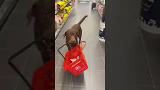 Wenn dein Hund einkaufen geht 🐶❤️ 
