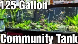 125 Gallon Community Tank - Changes Are Happening!