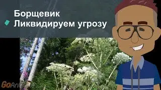 Борщевик Ликвидируем угрозу