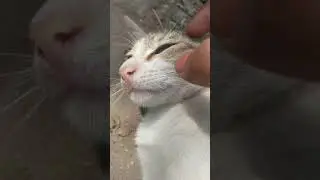 Checking Stray Kitten Teeth For Jaundice