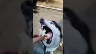 Chimken Caesar Sandwich 