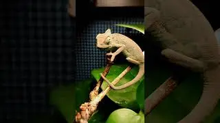 Blue Veil Chameleon #chameleon