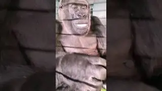 This gorilla is very happy with her cucumber! 
