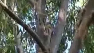 Koala Release (Hawkesbury)