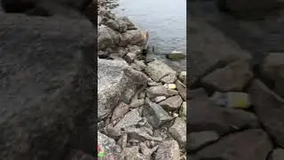 Правильный колокольчик