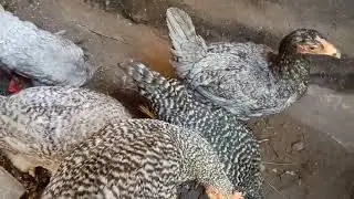 Цыплята выходят из клетки, с моими комментариями:) 3 июля 2024 г.